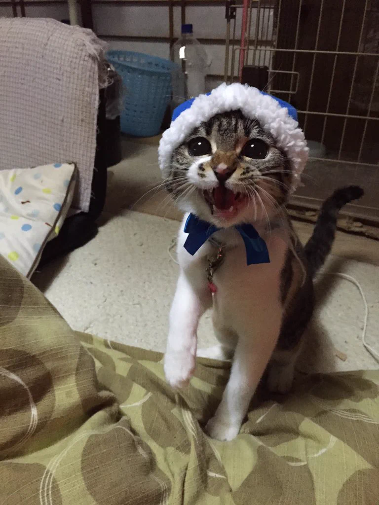 【ねこんずきん】を着れば、自慢の愛猫もワンランク上の可愛さに変身するよ‼️