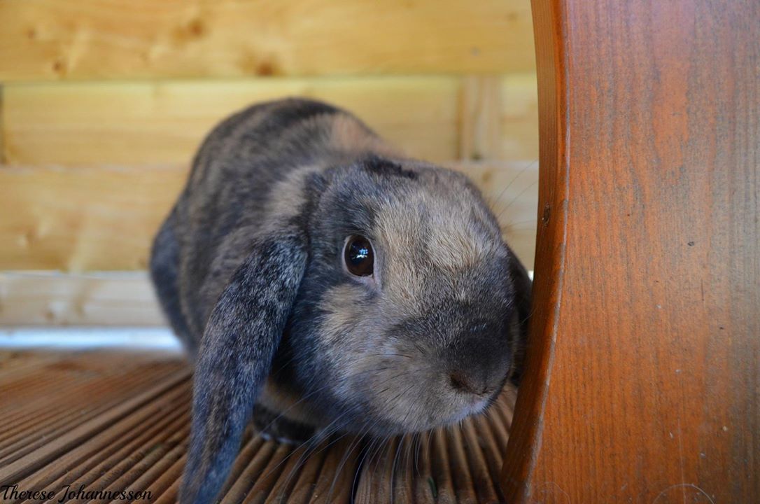 For_AnimalsLife's tweet photo. Om några timmar blir det att köra bil ensam med Nala 💙 https://t.co/6JfM7XFHI1