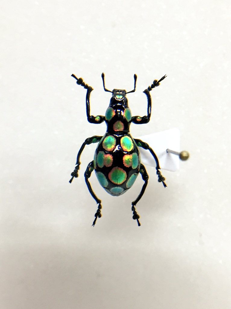 fukuinsect's tweet photo. そういえばこの前のフェアで購入したカタゾウ
ツメ欠けで激安だったけど、ほとんど擦れがない美しい個体。 https://t.co/uo4r3auxi6