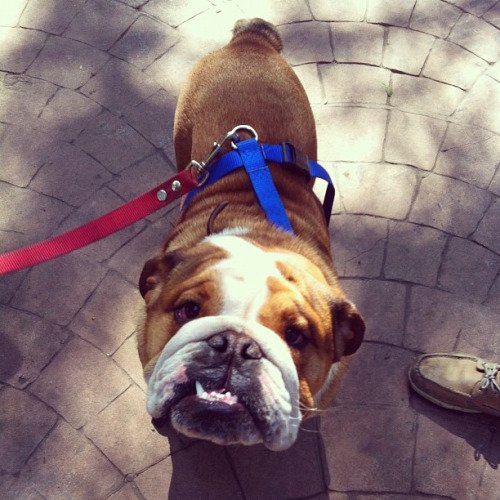 InstitutoPerro's tweet image. ¿Perro nuevo? Aquí algunos tips para elegir el nombre perfecto bit.ly/1PNEQky