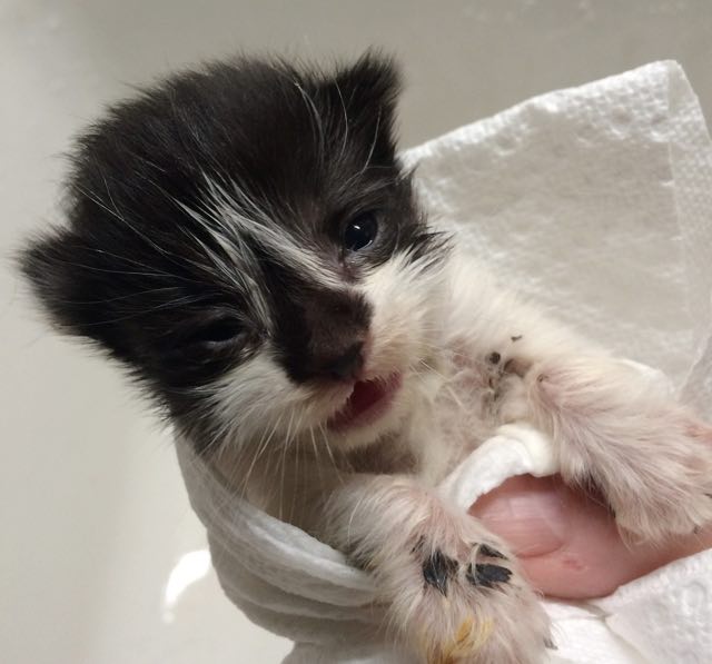 AlmoNatureSE's tweet photo. Från grymma till ömsinta händer, se förvandlingen av denna kattunge! https://t.co/ef7onKH4yF #katter #kattälskare https://t.co/EdXm1ECyjP