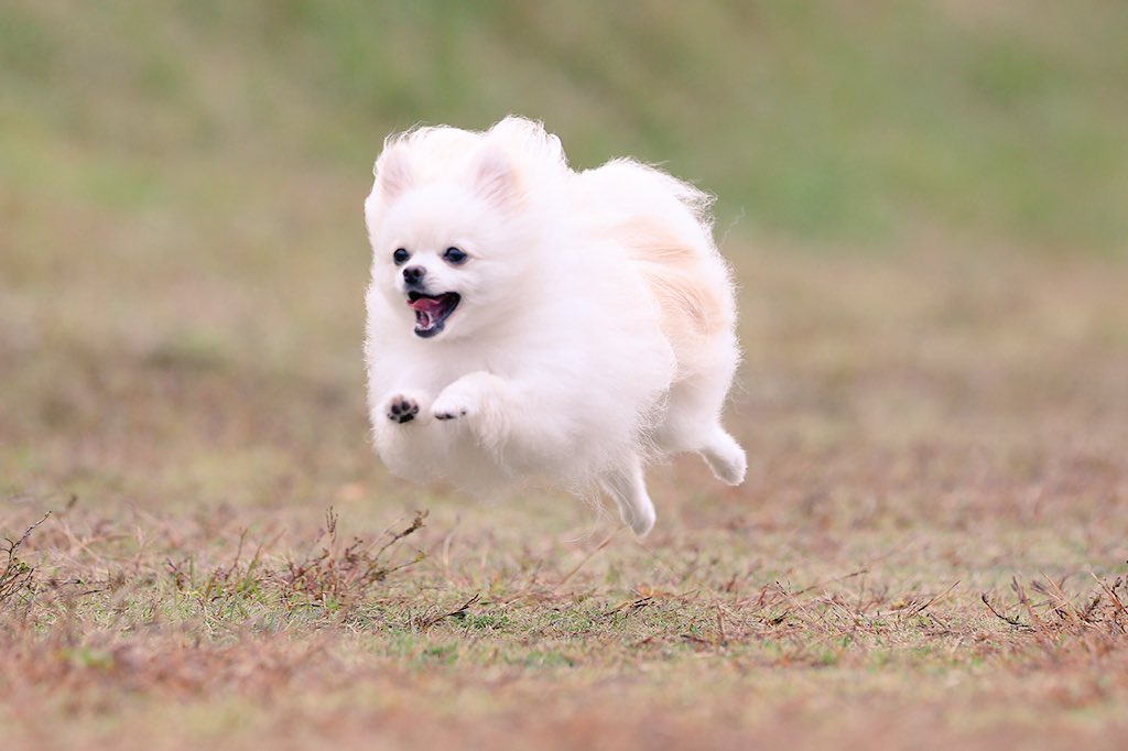 飛んでる犬の写真で元気になりたい Togetter 飛んでる犬の写真で元気になりたい Togetter