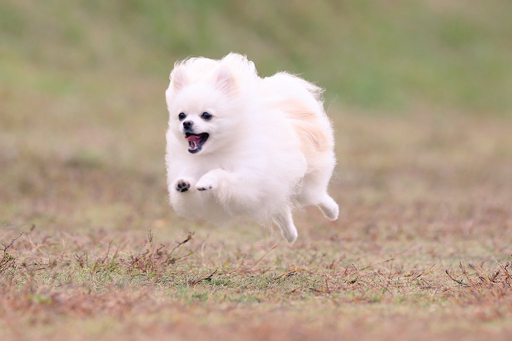 飛んでる犬の写真で元気になりたい Togetter