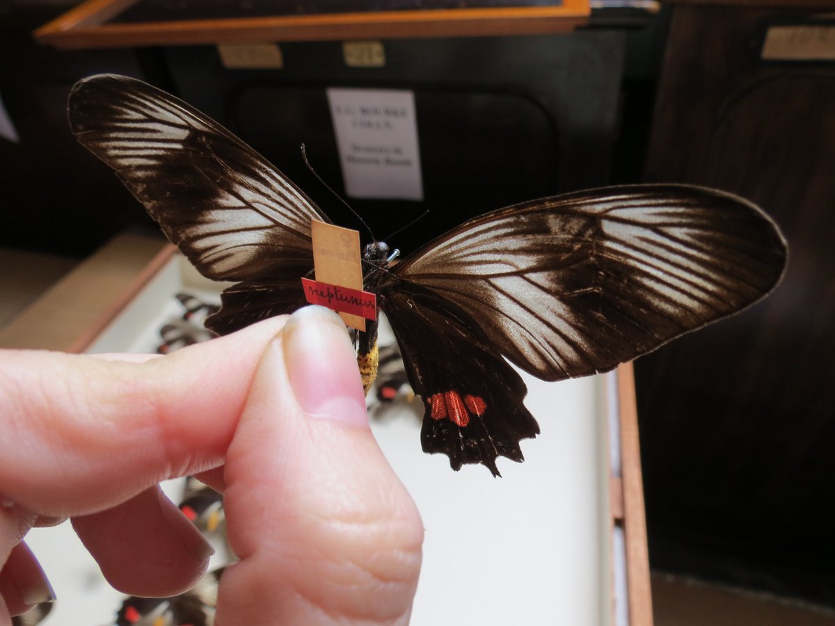 A pop-up display exploring Henry Walter Bates. What's the big deal? Have a look on the blog:bit.ly/1Nsw0bz