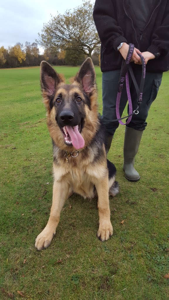 ROKStrapsEurope's tweet photo. This is Mitch, 6 and a half month old GS sporting his new Purple/black mix ROK lead. What a good looking lad he is https://t.co/fmuzAtSWZa