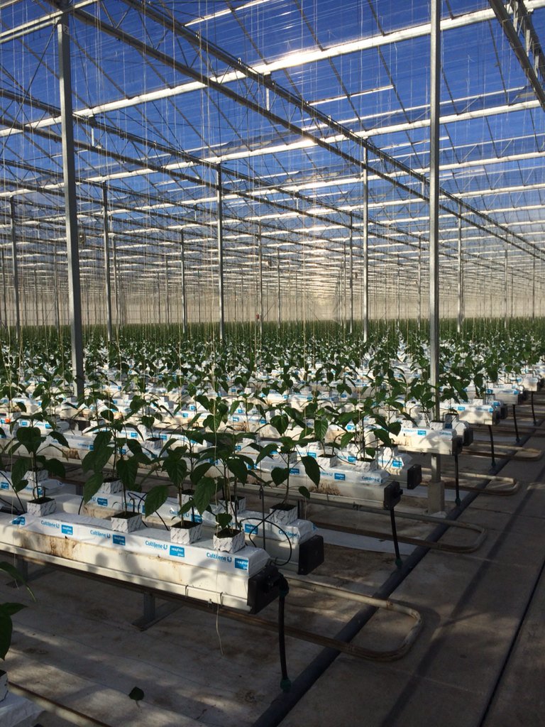 Jansen Paprika (JansenPaprika) Twitter