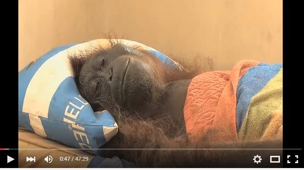 Tristian Spirit tweet media