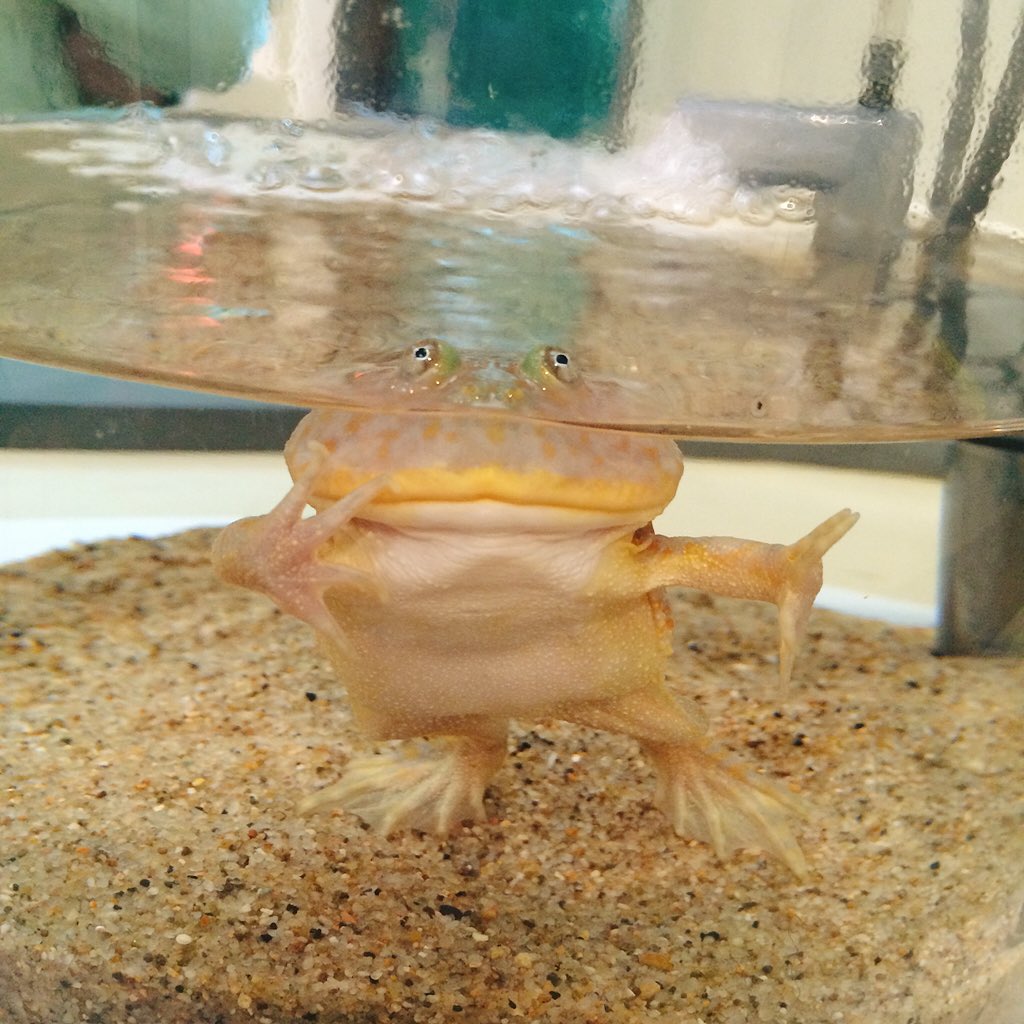 ドヤ顔でポーズをキメるマルメタピオカガエルがひょうきん過ぎる しかも鳴き声はミ ャ ア ア ァァァ Togetter ドヤ顔でポーズをキメるマルメタピオカガエルがひょうきん過ぎる しかも鳴き声はミ ャ ア ア ァァァ Togetter