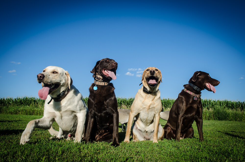 BandsAsDogs tweet picture