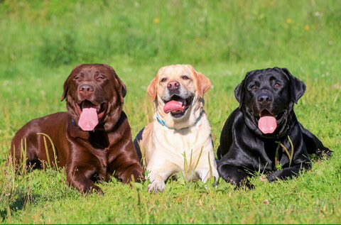 BandsAsDogs tweet picture