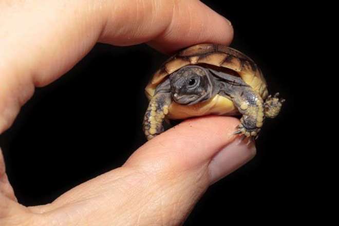 Marche_animaux's tweet photo. On fond complètement pour ces animaux miniature ! Parce que plus c'est petit, plus c'est mignon !#LaMacheDesAnimaux https://t.co/R9khxyoVd9