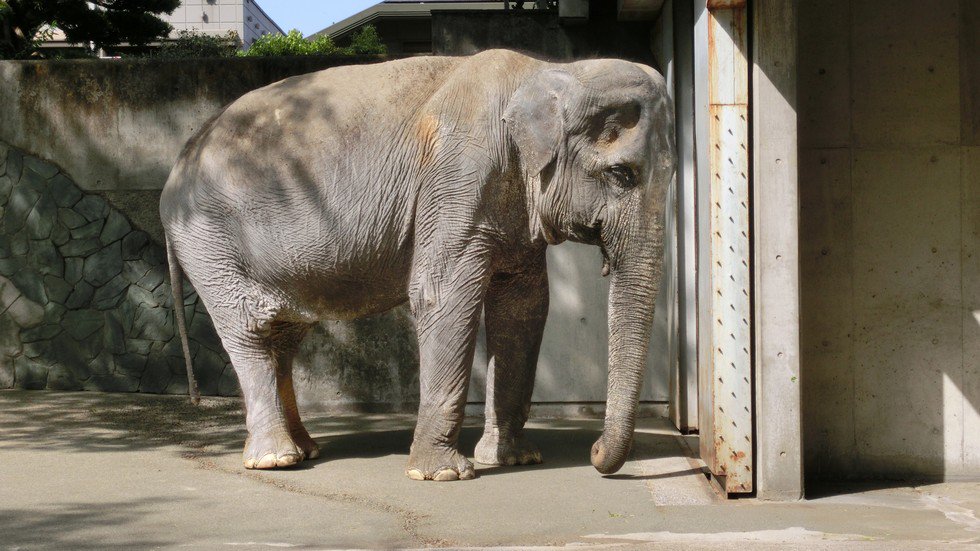 Veganitorex's tweet photo. 61 ans sur du béton, déprimée, malade
Qui peut encore défendre les #Zoo... #CaptivityKills
▶ https://t.co/cmn8ROYH7V https://t.co/ZpBIvuSHuu
