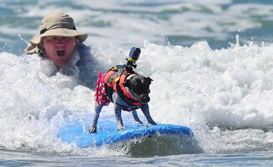 superhappydogs's tweet photo. Surf #dogs catch a wave at the 5th Annual Surf Dog competition at Huntington Beach, California #SurfDog https://t.co/1FVHNv46DN