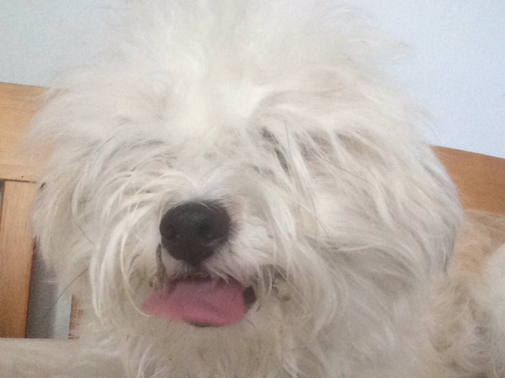 jels02's tweet photo. Can't wait to get this face shaved @Calllmecla #blindbean https://t.co/0FdlfdBFXM