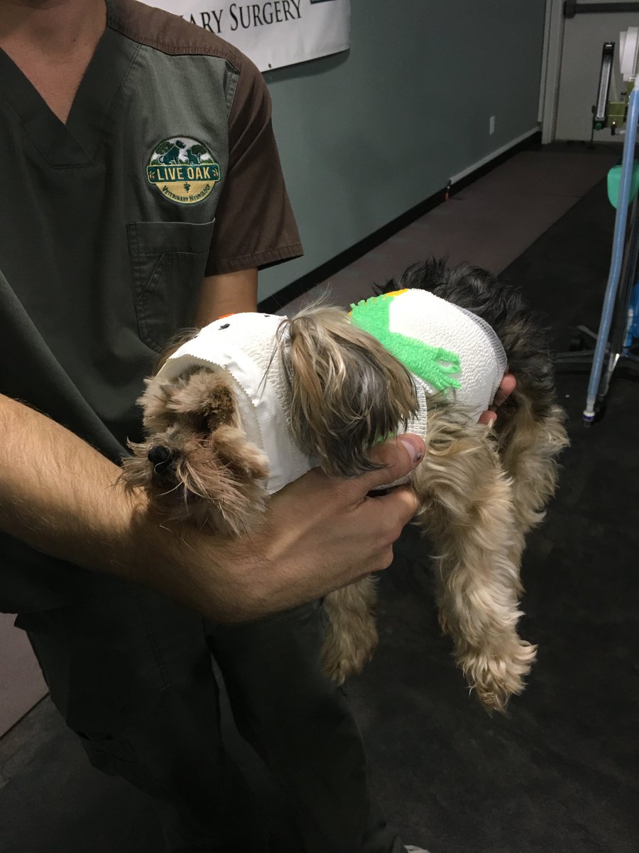 Live Oak Veterinary (LiveOakVet) Twitter