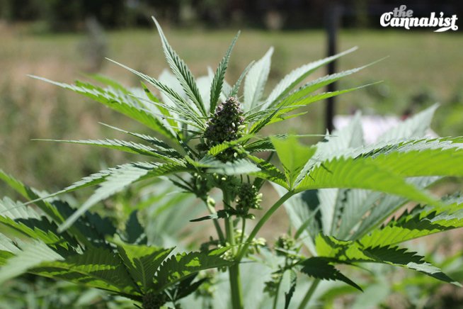 cannabist's tweet image. U.S. #hemp sales to reach $500M in 2015, says @hempbizjournal report: dpo.st/1TeKieP via @dailycamera