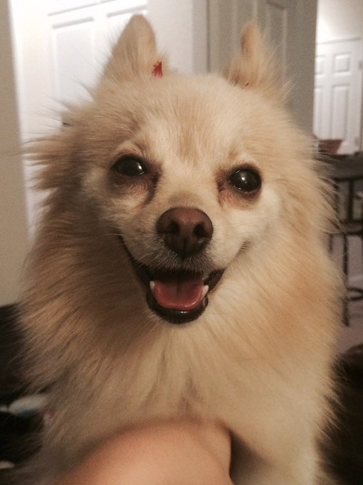Happy birthday Hendrix!!! Officially 21... In dog years ?? https://t.co/R0sRXHSWqI<a href="/tag/throwback"class="tags"><span>#throwback</span></a><a href="/tag/redneck"class="tags"><span>#redneck</span></a><a href="/tag/lynyrdskynyrd"class="tags"><span>#lynyrdskynyrd</span></a><a href="/tag/babyjesus"class="tags"><span>#babyjesus</span></a>