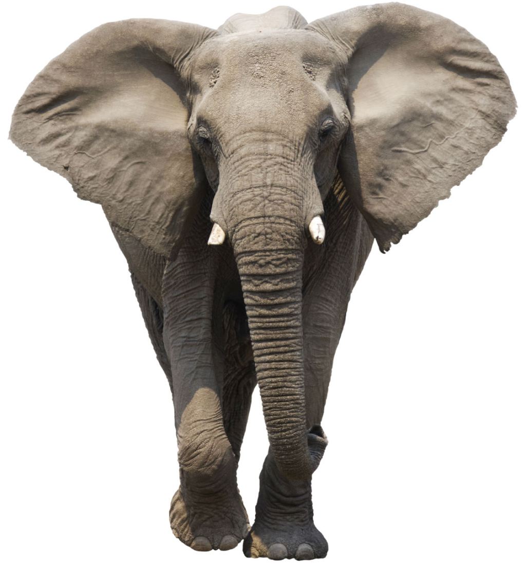 ClancyCross's tweet image. Elephants Matter! clancycross.com/2015/11/25/ele…