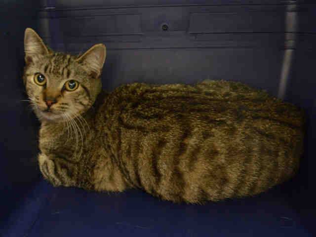 Erinthecat1's tweet photo. #TamTam another A1 healthy stray, status ExNoChild. If you can foster for a Rescue  Call NOW https://t.co/Qflzj3AVot https://t.co/0pFkJpVTIY
