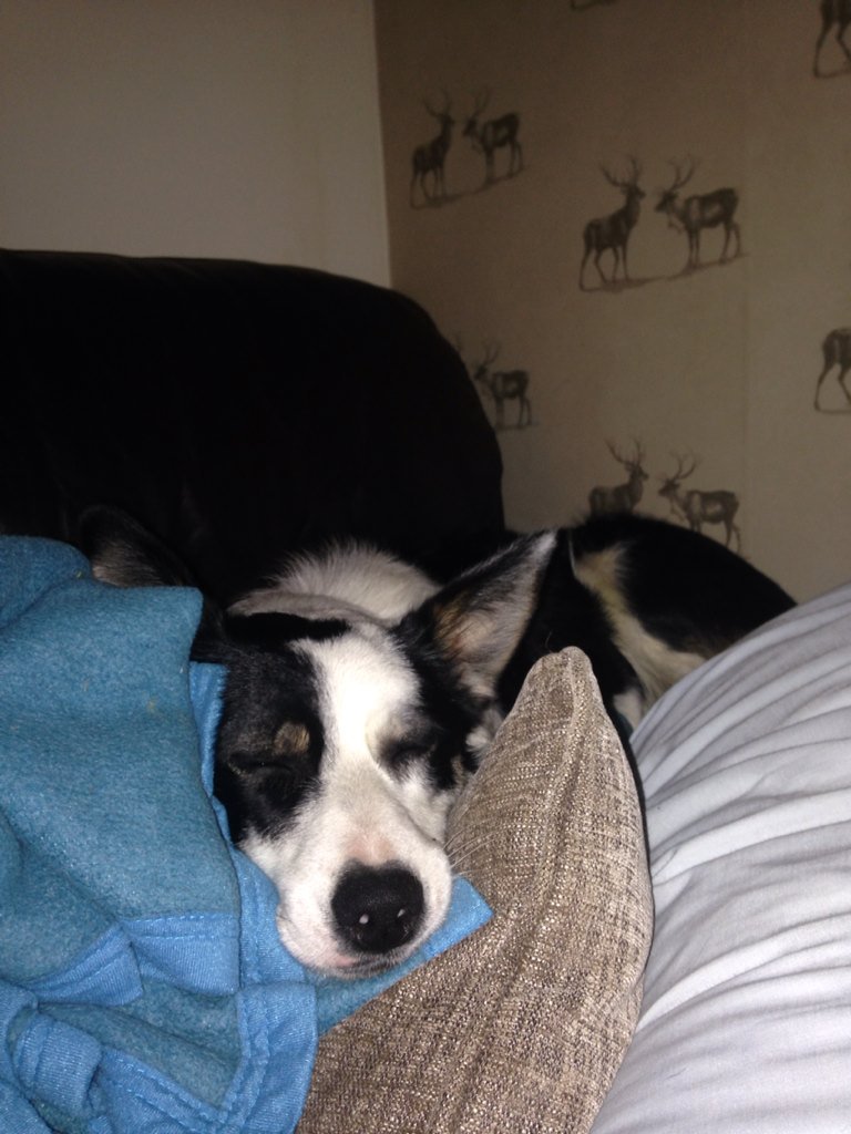 AmyAmycollins83's tweet photo. Sleepy Winnie after training #pupsintraining https://t.co/Y9whtjH28R