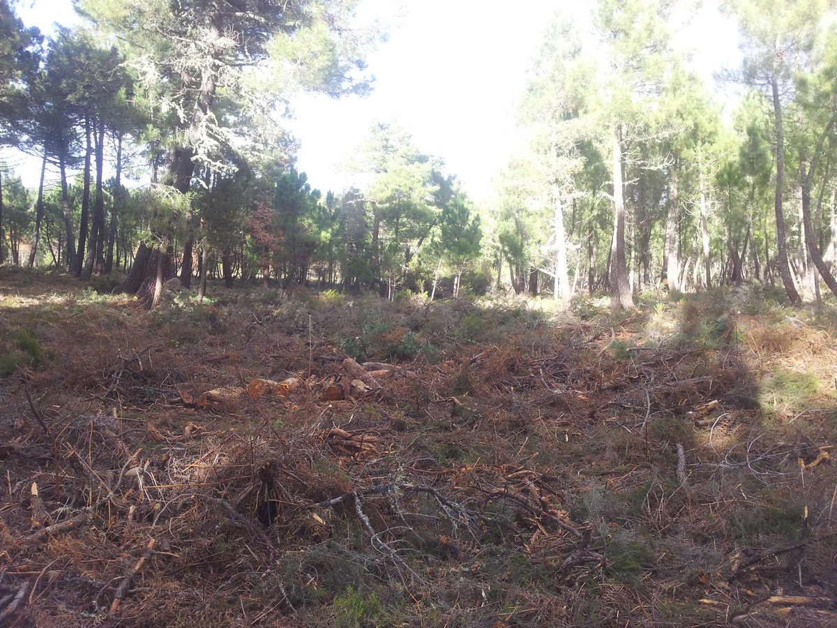briftabuyo's tweet photo. Antes y después del tratamiento en pinar para resinar en Tabuyo del Monte #LeonEsp #BLP2015 #BRIF #PrevenciónIIFF https://t.co/HvObdiqdti