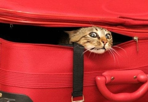 sportskitbuddy's tweet photo. Packing your #BikeBox for a trip aboard? Check out these top tips... https://t.co/Thuz3hjSzS #Triathlon https://t.co/3s7Z0F5Kwt
