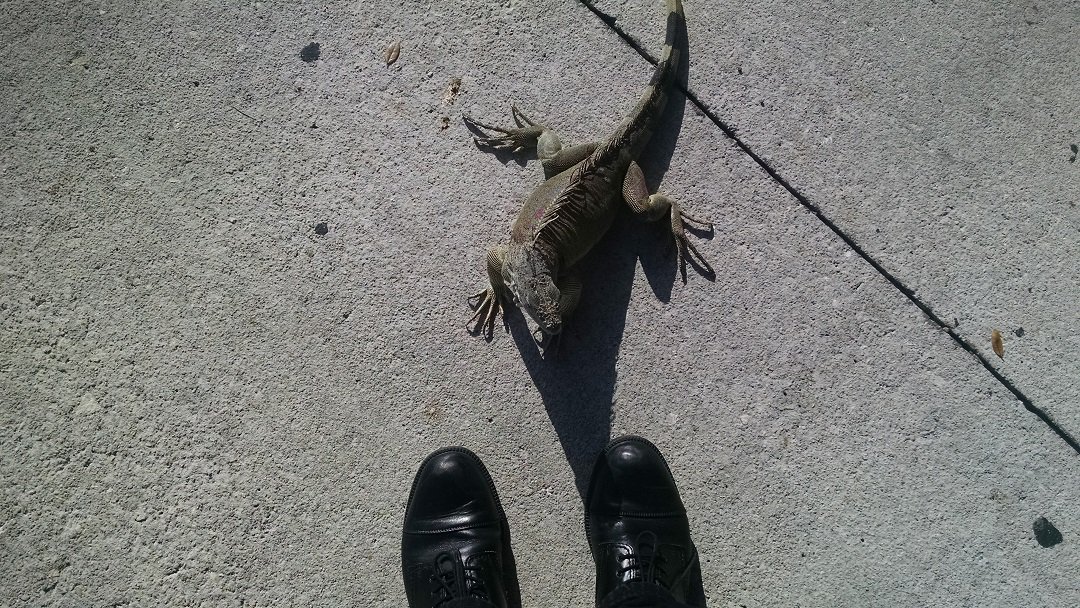 TobiasBalda's tweet image. Missed you too little buddy. What is the #BusinessValuation of a #MedicalDeviceCompany? nbmmed.com/html/valuation…