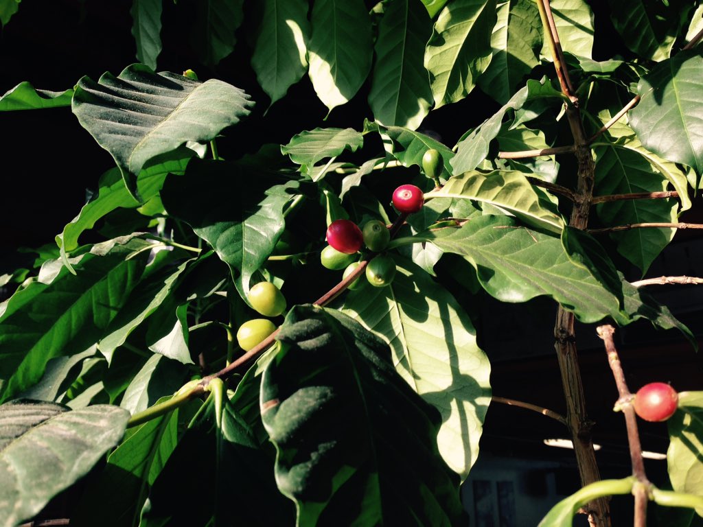 November and still sunny enough in Vancouver that our coffee tree is thriving!! <a href="/VIAwesome/">Vancouver Is Awesome</a> #vancouvercoffeeroaster
