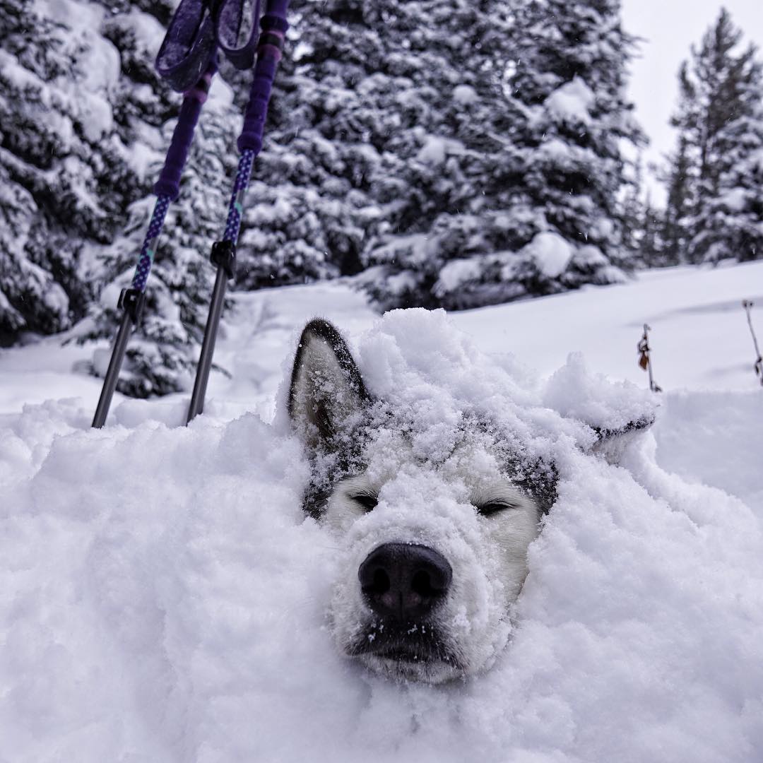 EarthPix's tweet photo. Just chillin' | Photo by @lokithewolfdog https://t.co/Y41b1FVscZ
