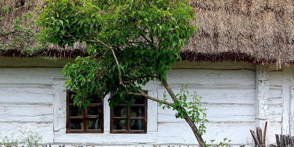 The net cooling effect of a young, healthy #tree = 10 room-size air conditioners operating 20 hrs/day! #TreeFacts