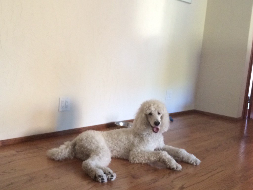 I think I'll lay right here... yeah! 🐶 #Dog #losangeles