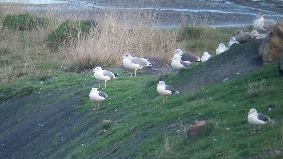 saloplarus's tweet photo. A mere 6 #CaspianGull (3ads 4cy 2cy 1cy) Albert Village Lake/ Albion landfill late pm +8+YLGs #cachfall @LRrecorder https://t.co/n9NIStmFdr