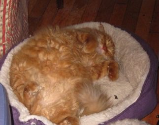 Catnip_Crain's tweet photo. Naptime. #AllDayNaps https://t.co/UndelT4NDl