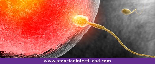 4 Formas para hacer tu esperma más fuerte, rápido y fértil #Salud #Fertilidad bit.ly/1QIxEGt