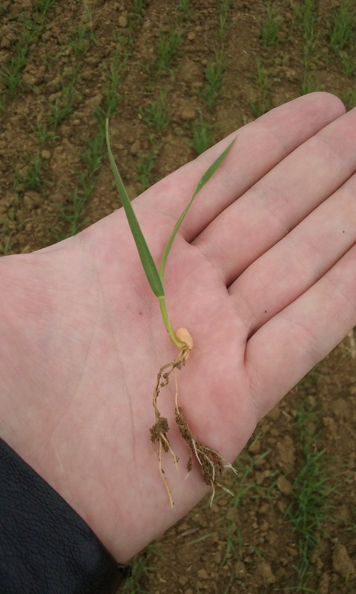 Apostando por nuevas alternativas: trigo duro