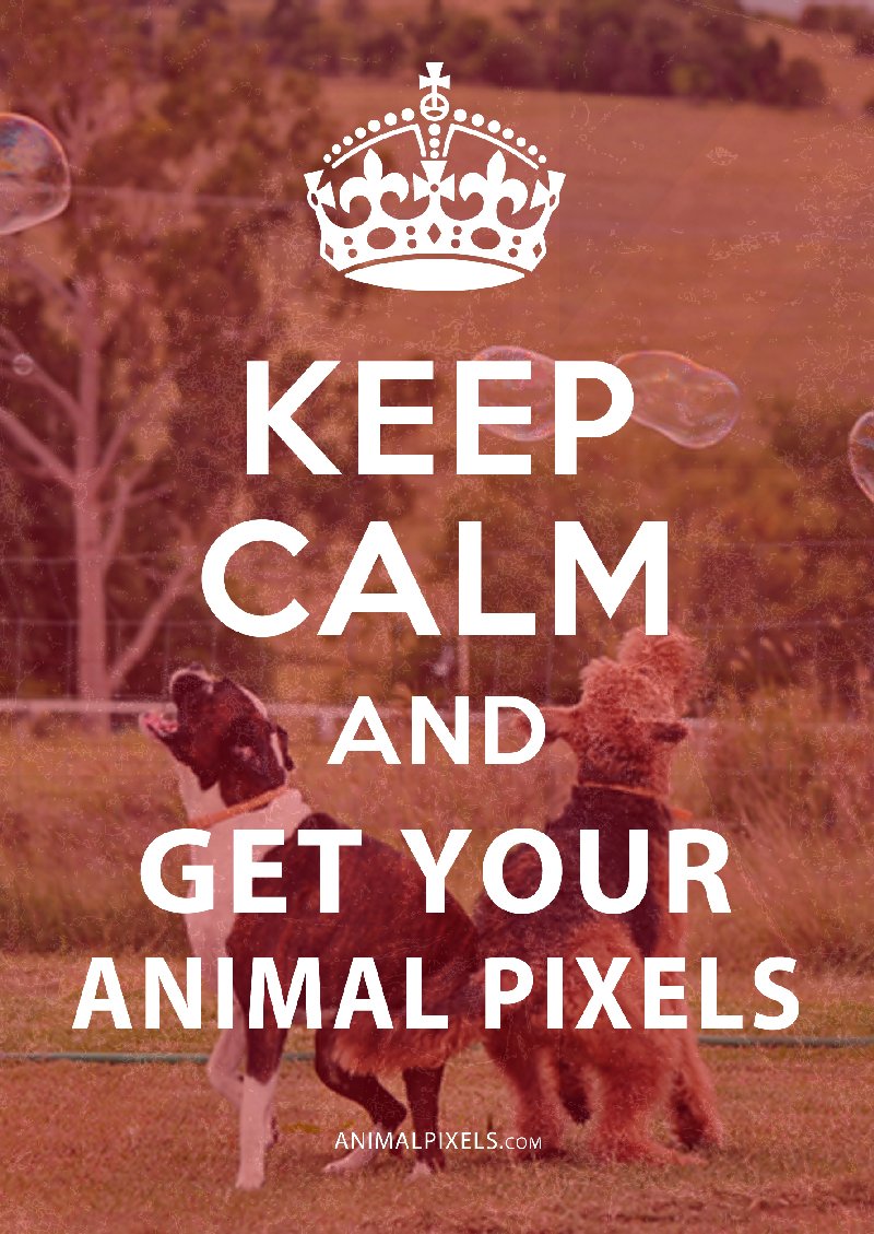 AnimalPixels's tweet photo. Keep Calm And Save A Life Today. Buy Animal pixels. #Animals #Animalpixels #Helpanimals https://t.co/wco6lMnGfP https://t.co/ai6IRC32Fi