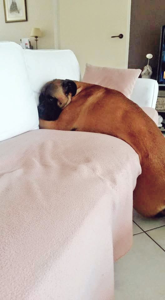 ohhellnahw's tweet image. When you forget how to dog