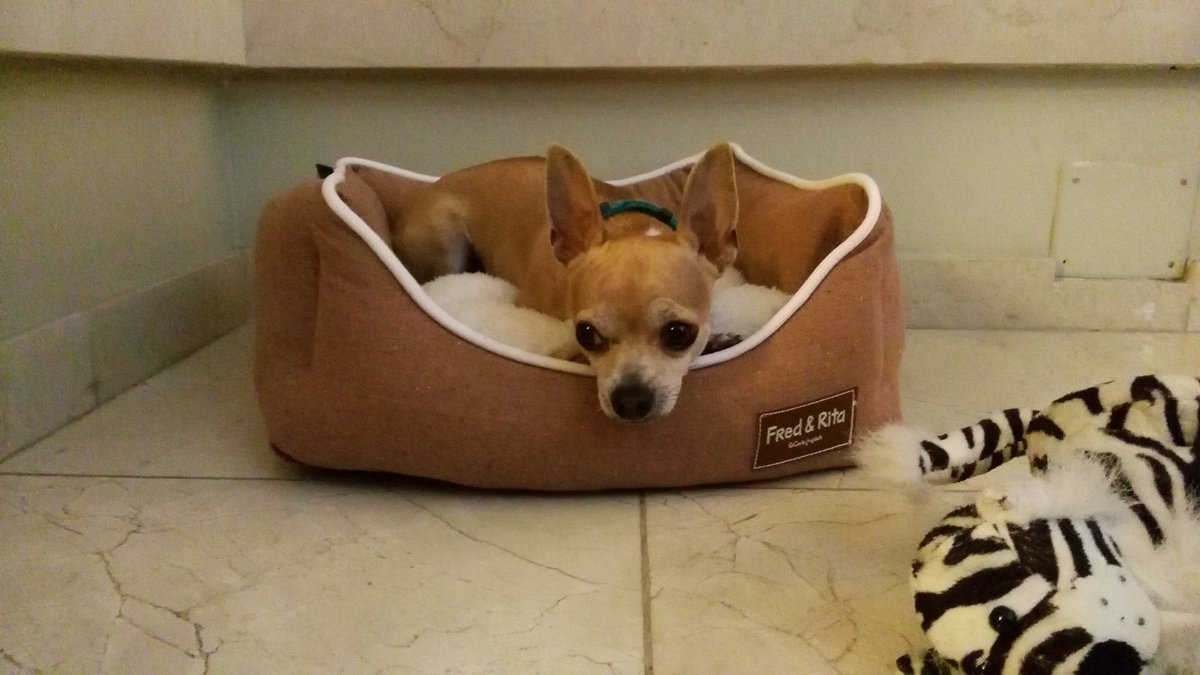 URGENTE. MI PERRO HA DESAPARECIDO HACE 30min.ZONA AV.MARITIMA LAS PALMAS.SHIVA 2 años CHIHUAHUA CLARO RT X FAVOR
