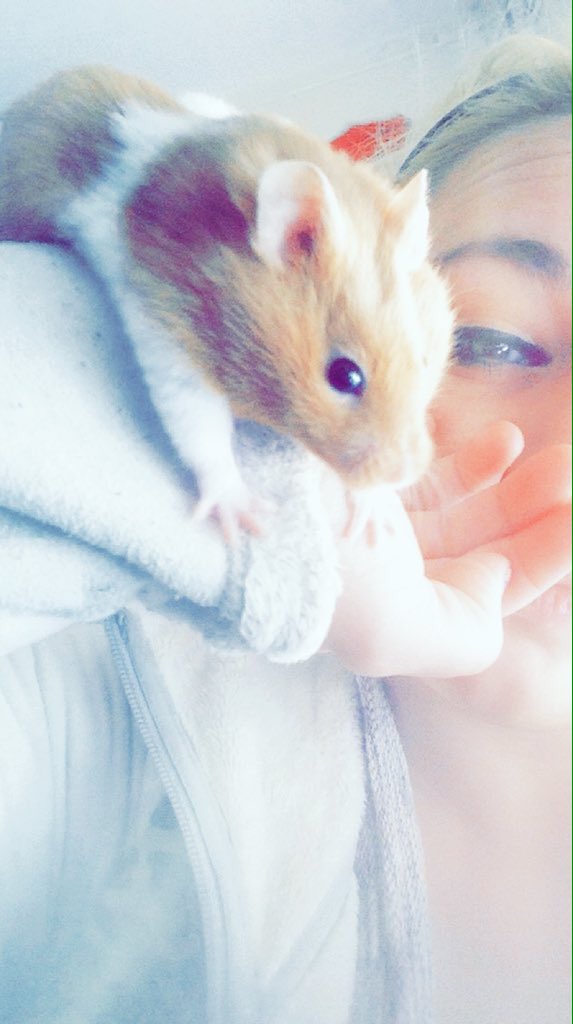 Chippyx8's tweet photo. November 25, 2015: Our beloved Hamlet has been taken from us. Rest easy little guy, you'll be missed :'( #RIPHamlet https://t.co/5DVJhRy7pO