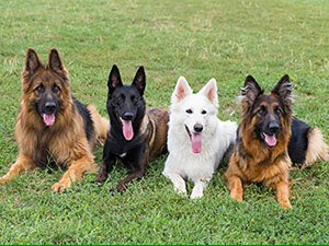 BandsAsDogs tweet picture