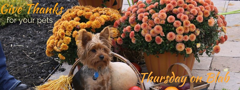 Talk2theAnimals's tweet photo. Join me &amp; @TalkPawsitive on #Thanksgiving &amp; give thanks for your #pets https://t.co/XzEZKoeILv #blab https://t.co/bvEM1H9Xol