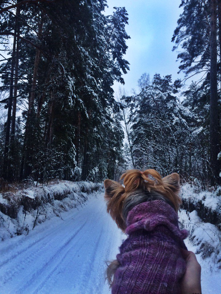 EvgenyMatveev1's tweet photo. Руфу тоже вкатило 🐕🙆 https://t.co/YlS8WzOloT