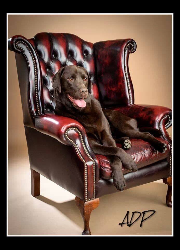 My beautiful furbaby #rolo #chocolatebear #dogsoftwitter #dogs #dogsarebetter #furbabies