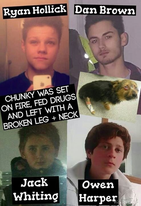 V1Littlewood's tweet image. How can a five year ban from keeping animals be justice for the poor tortured puppy Chunky #lifetimeban