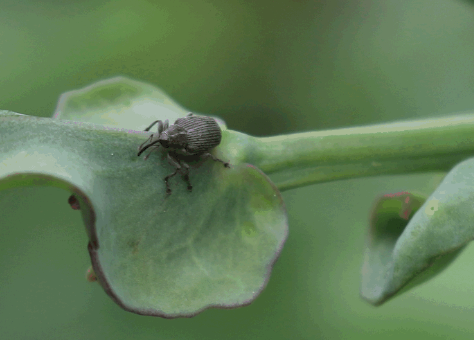 Did you know #TrilexEverGol with #StressShield can control pea leaf weevil? More info here: goo.gl/IIarxR