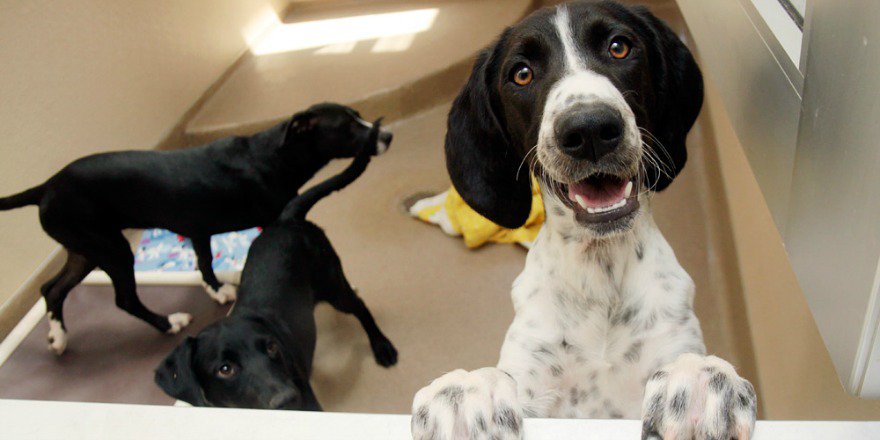 bestfriends's tweet photo. .@Zappos wants to buy you a shelter pet this #BlackFriday, via @goodnews: https://t.co/0XJbsgTnGj! #Pawlidayz ^AM https://t.co/GEVIUq4L1D