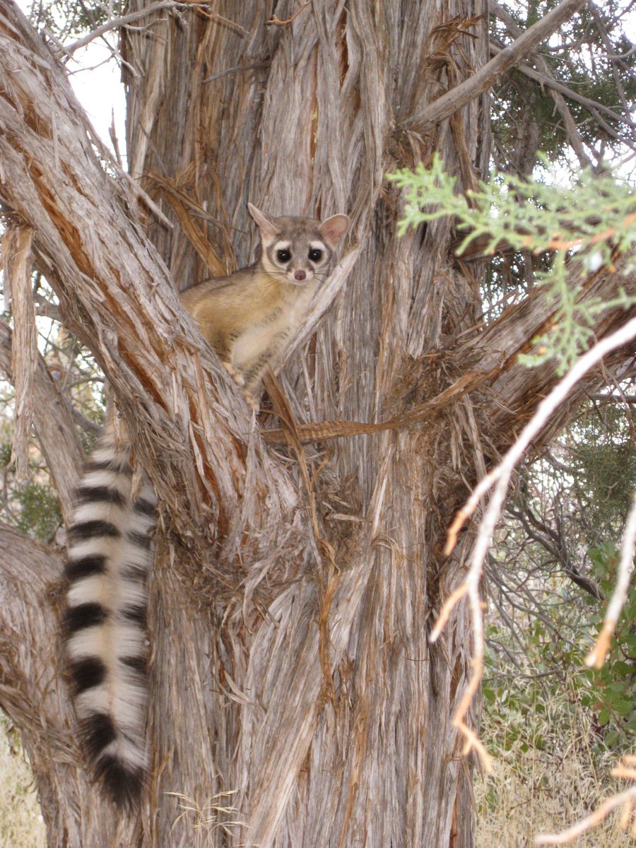 Have you ever seen a ringtail? These elusive mammals are nocturnal, extremely agile, and undeniably cute.