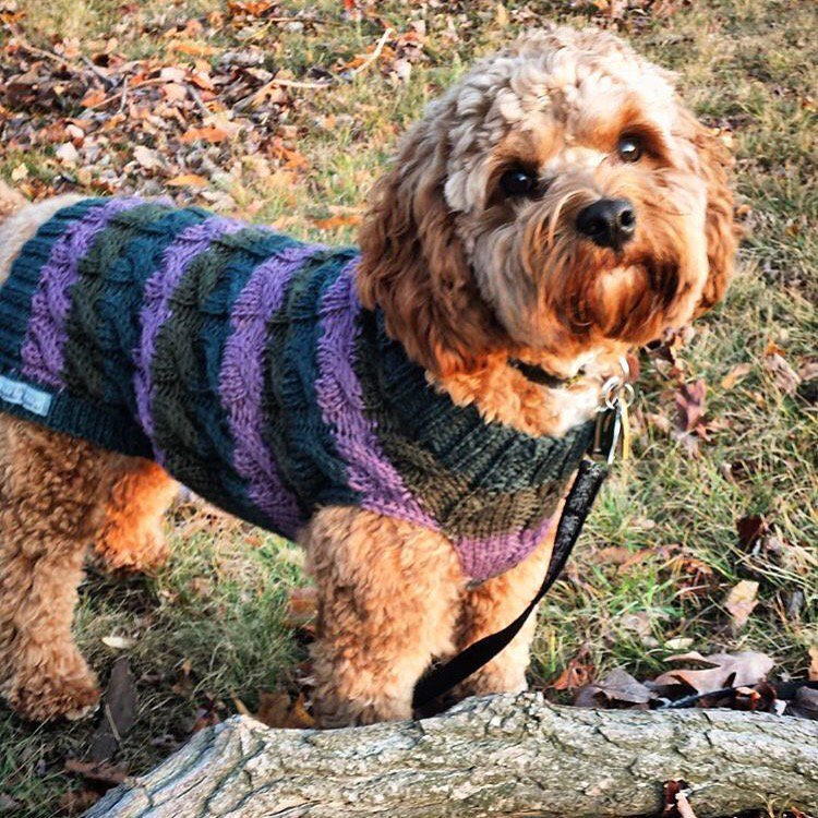 madebymango's tweet photo. This gorgeous pup will be super cozy in the USA over the holiday! #dogsoftwitter #madebymango #thanksgiving https://t.co/bkUIosotMX
