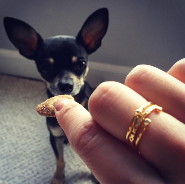 ZeeBerry's tweet photo. We don't know what's cuter @Chipthechi_pup or the @gorjanagriffin ring. https://t.co/7f6tGOrASQ