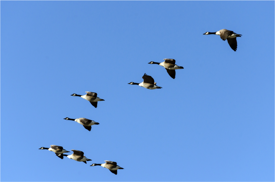 PenningtonBirds's tweet photo. "Birds of a feather flock together" means people will group with those having similar tastes. It was coined in 1545. https://t.co/nKnG3xg8Pg